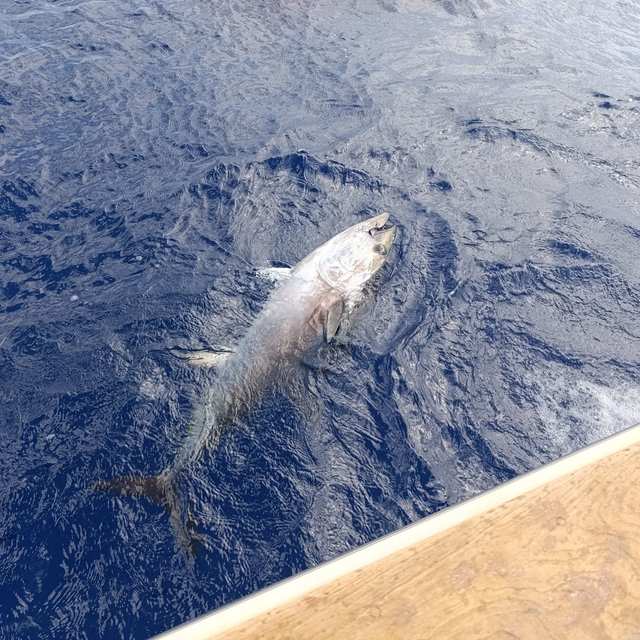 Una grossa cattura in acqua accanto alla barca, un attimo prima di salparla