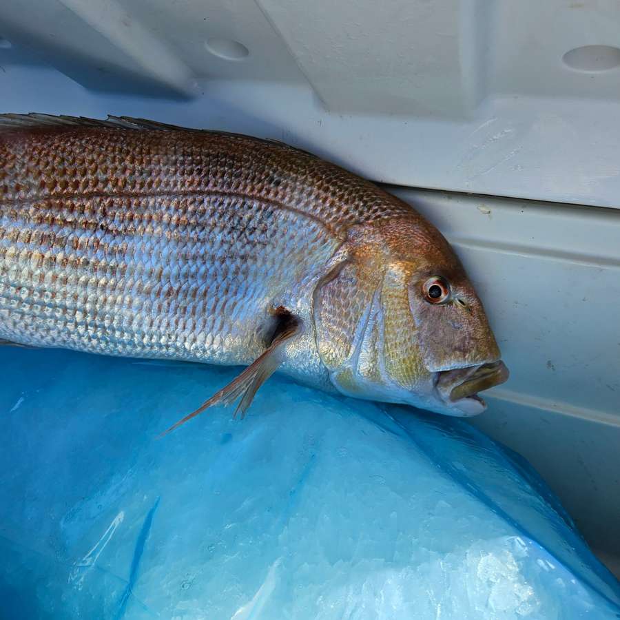 Una cattura appena salpata sul telo azzurro del gommone